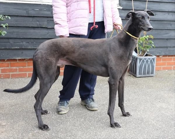 Ken, male 4yo Greyhound for adoption at Greyhound Trust, London
