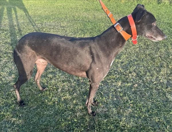 Able, male 6yo Greyhound for adoption at Greyhound Trust, London