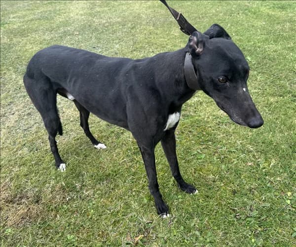 Jet, male 7yo Greyhound for adoption at Greyhound Trust, London