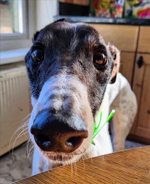 Patrick, male 7yo Greyhound for adoption at Greyhound Trust, London