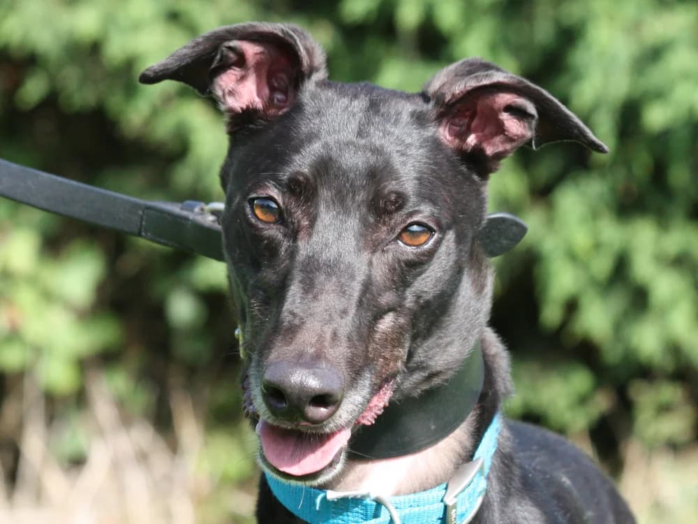 Buddy, male Greyhound for adoption at Greyhound Trust Hall Green