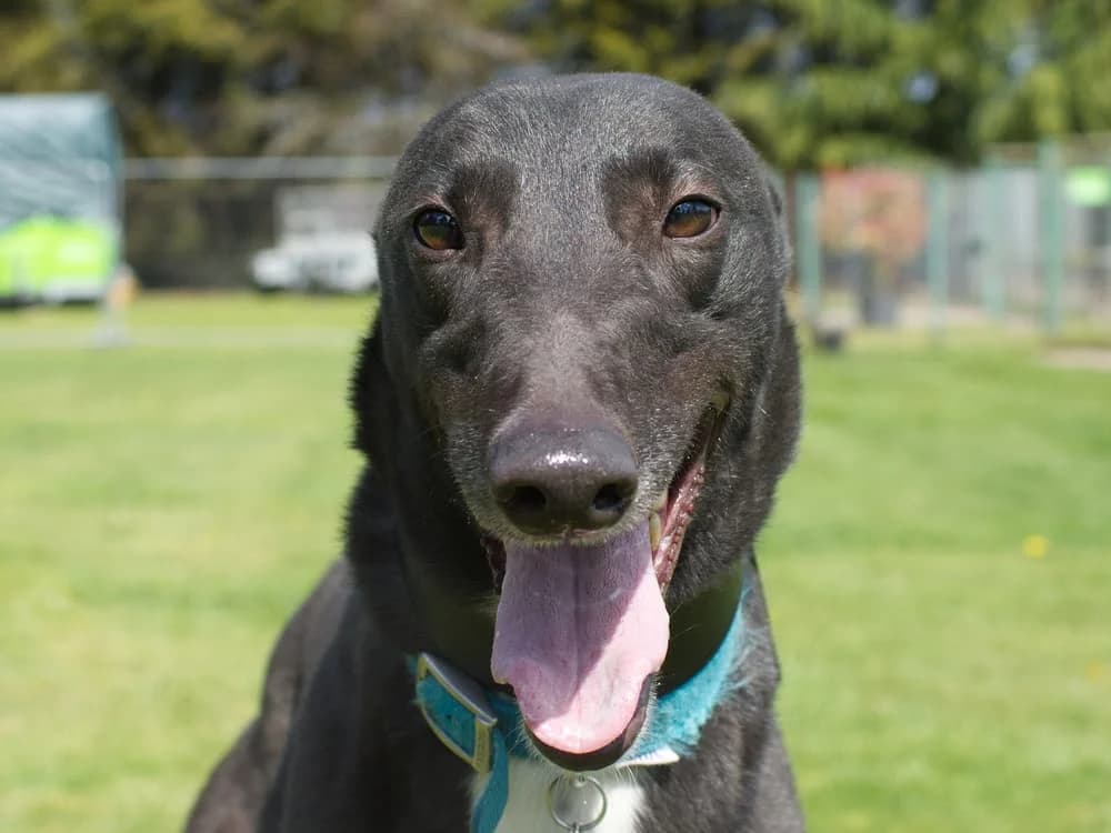Wilson, male 4yo Greyhound for adoption at Greyhound Trust Hall Green