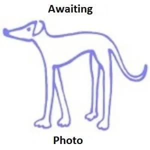 Ginger, Greyhound for adoption at Greyhound Trust - Croftview, Harvel