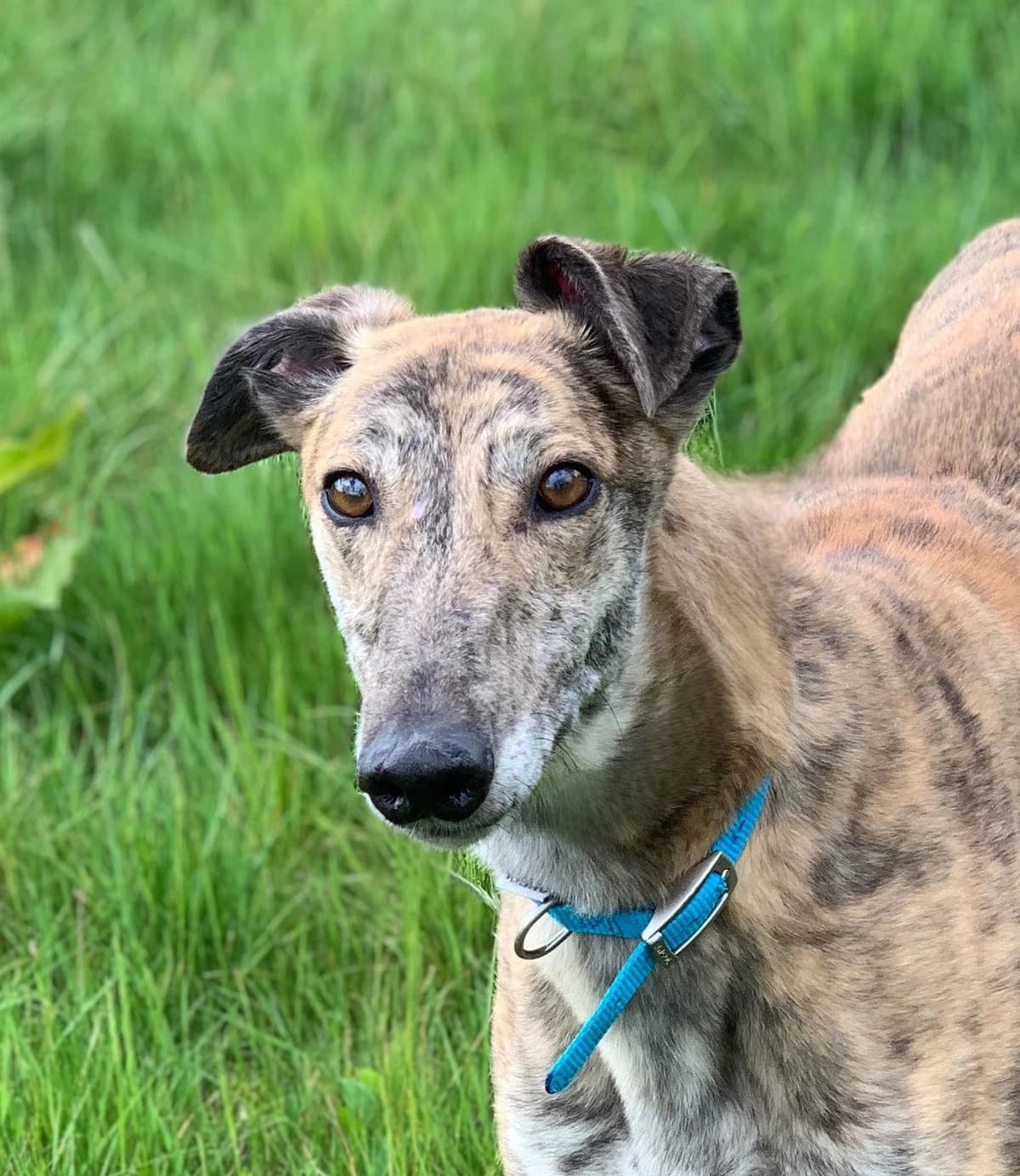 Skye, Greyhound for adoption at Greyhound Trust - Croftview, Harvel