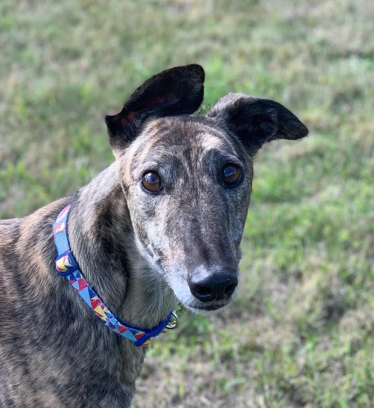 Fred, Greyhound for adoption at Greyhound Trust - Croftview, Harvel