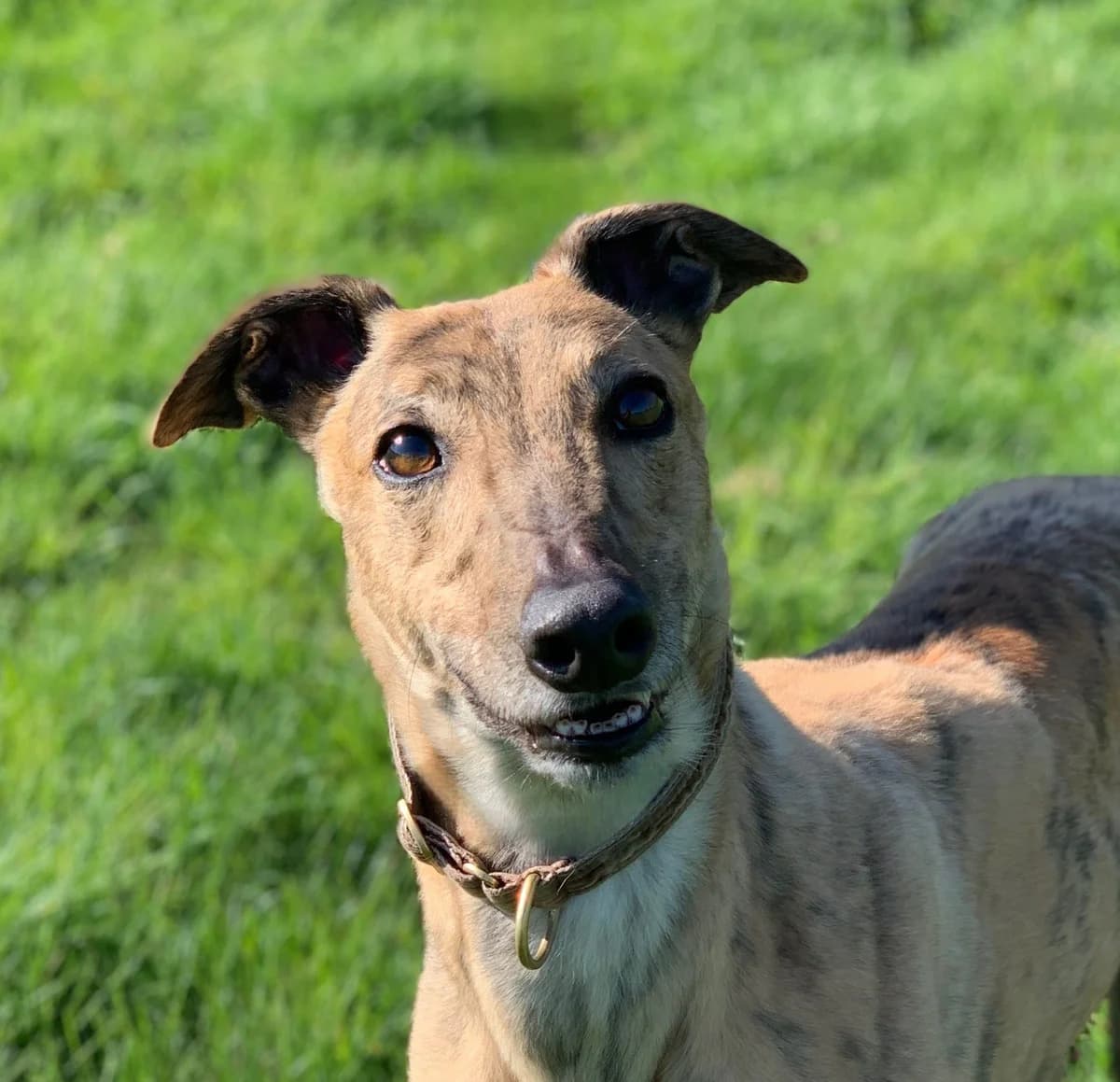 Buddy, Greyhound for adoption at Greyhound Trust - Croftview, Harvel