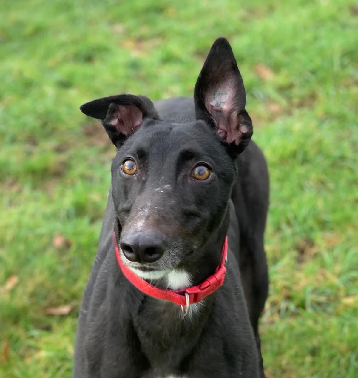 Mattie, Greyhound for adoption at Greyhound Trust - Croftview, Harvel