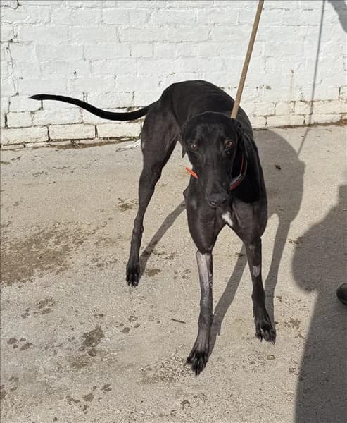 Rhonda, Greyhound for adoption at Greyhound Trust North Yorkshire