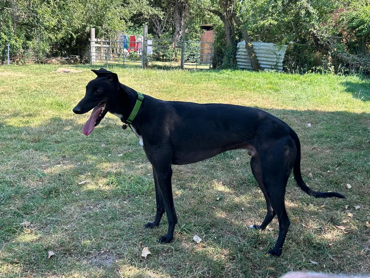 Angelo, male young Greyhound for adoption at Greyhound Trust Shropshire and Borders