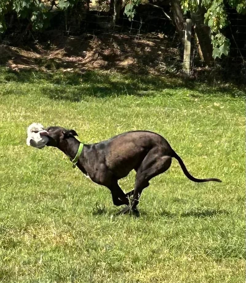 Belinda, female 4yo Greyhound for adoption at Greyhound Trust Shropshire and Borders
