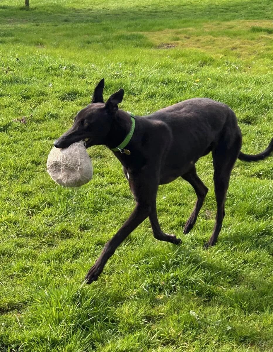 Bestie, female young Greyhound for adoption at Greyhound Trust Shropshire and Borders