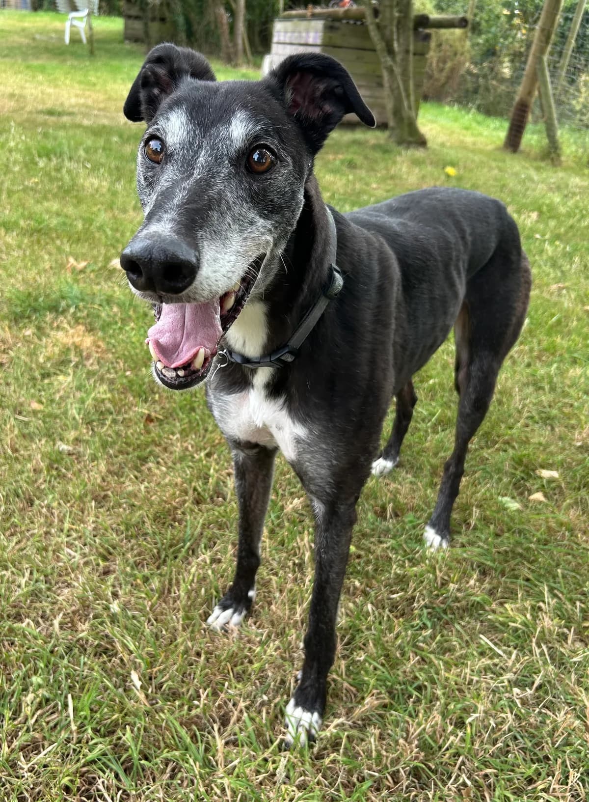 Buddy - in foster, male senior Greyhound for adoption at Greyhound Trust Shropshire and Borders
