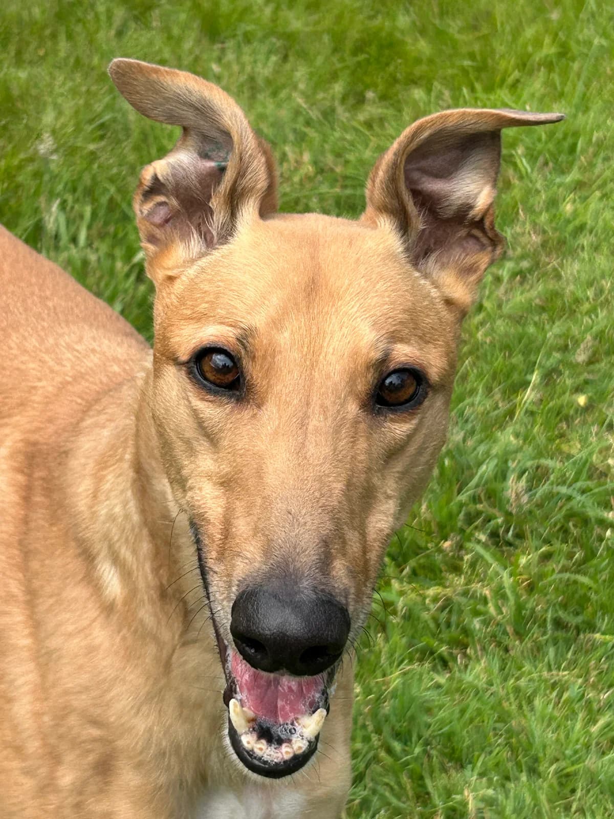 Eli, male young Greyhound for adoption at Greyhound Trust Shropshire and Borders