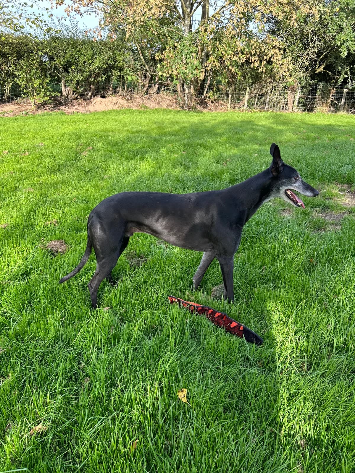 Lenny, male young Greyhound for adoption at Greyhound Trust Shropshire and Borders