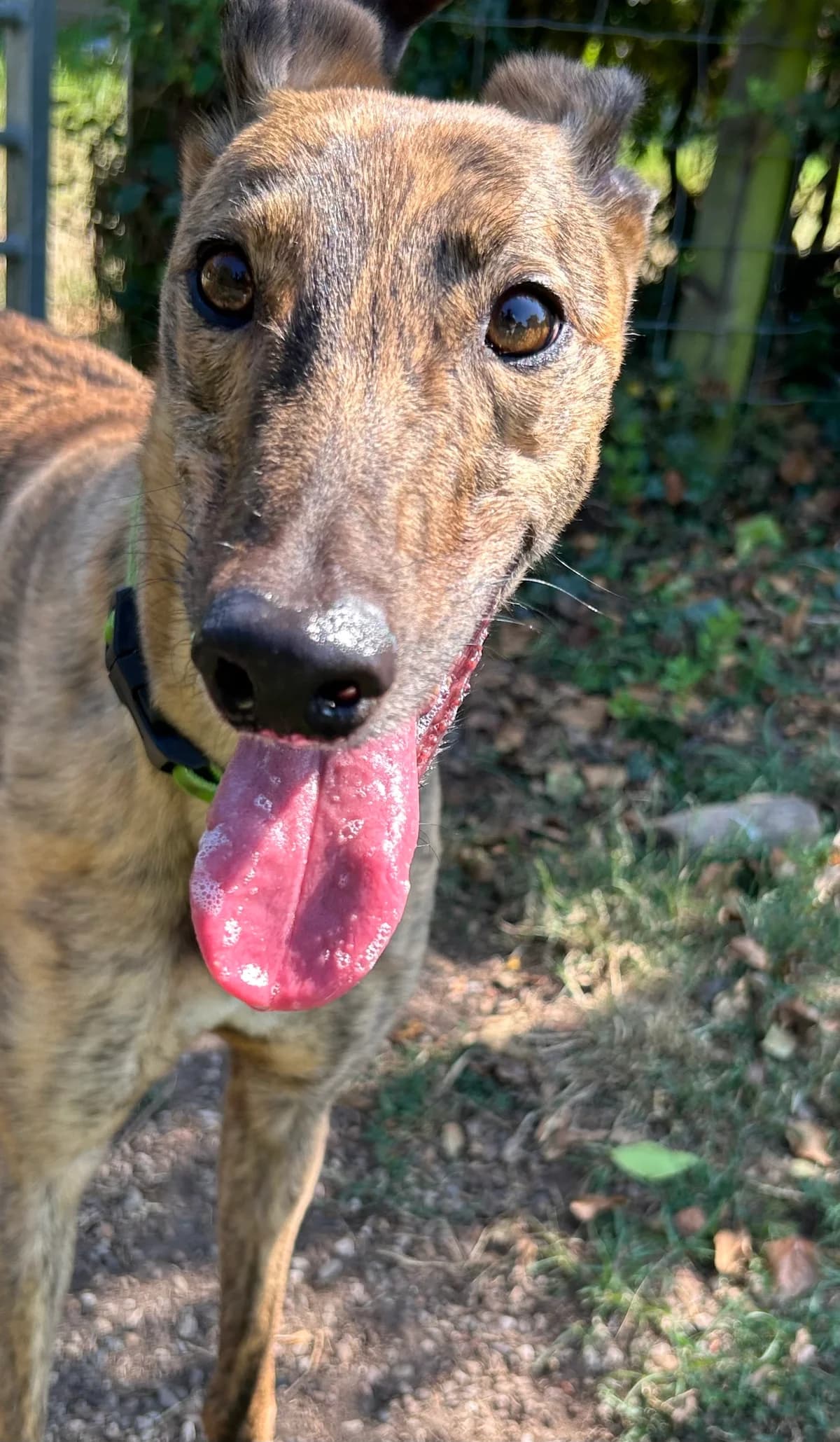 Sapphire, female 4yo Greyhound for adoption at Greyhound Trust Shropshire and Borders