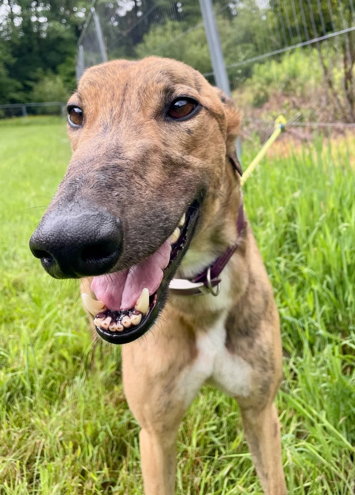 Tiger, male 4yo Greyhound for adoption at Greyhound Trust Shropshire and Borders