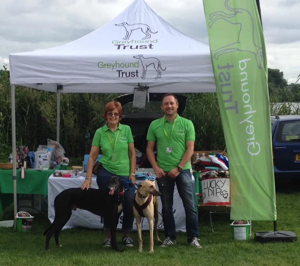 Volunteering, Greyhound for adoption at Greyhound Trust Shropshire and Borders