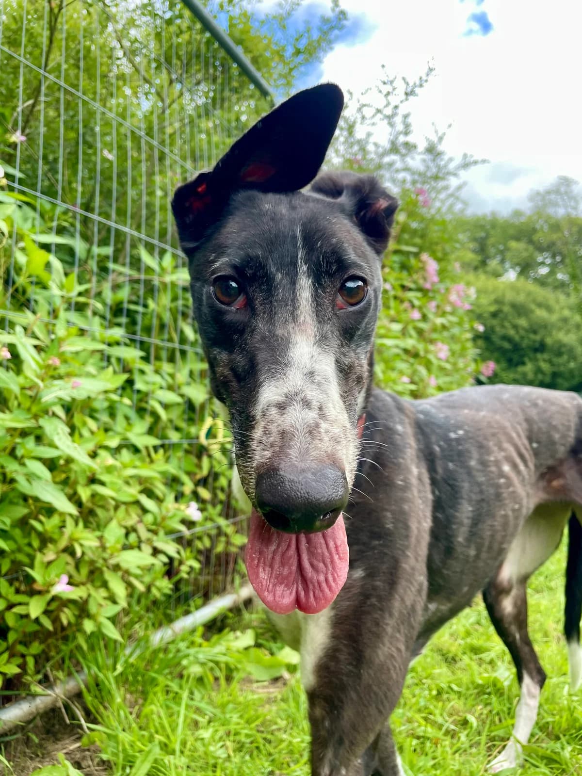 Wren, female 6yo Greyhound for adoption at Greyhound Trust Shropshire and Borders