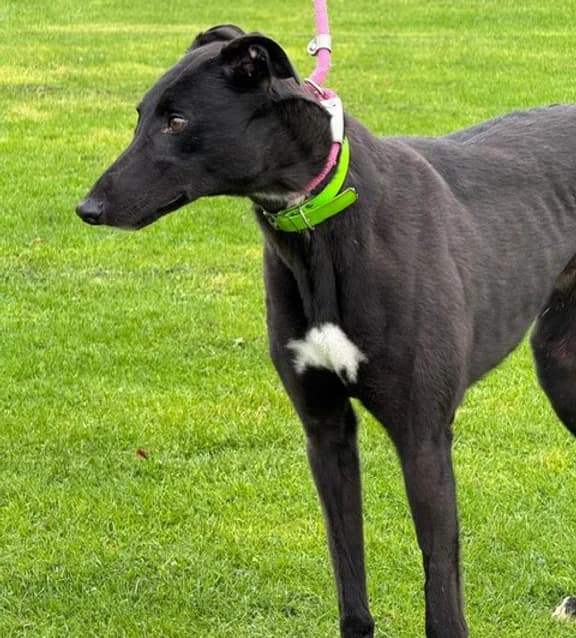 Bob, Greyhound for adoption at Greyhound Trust - West Yorkshire