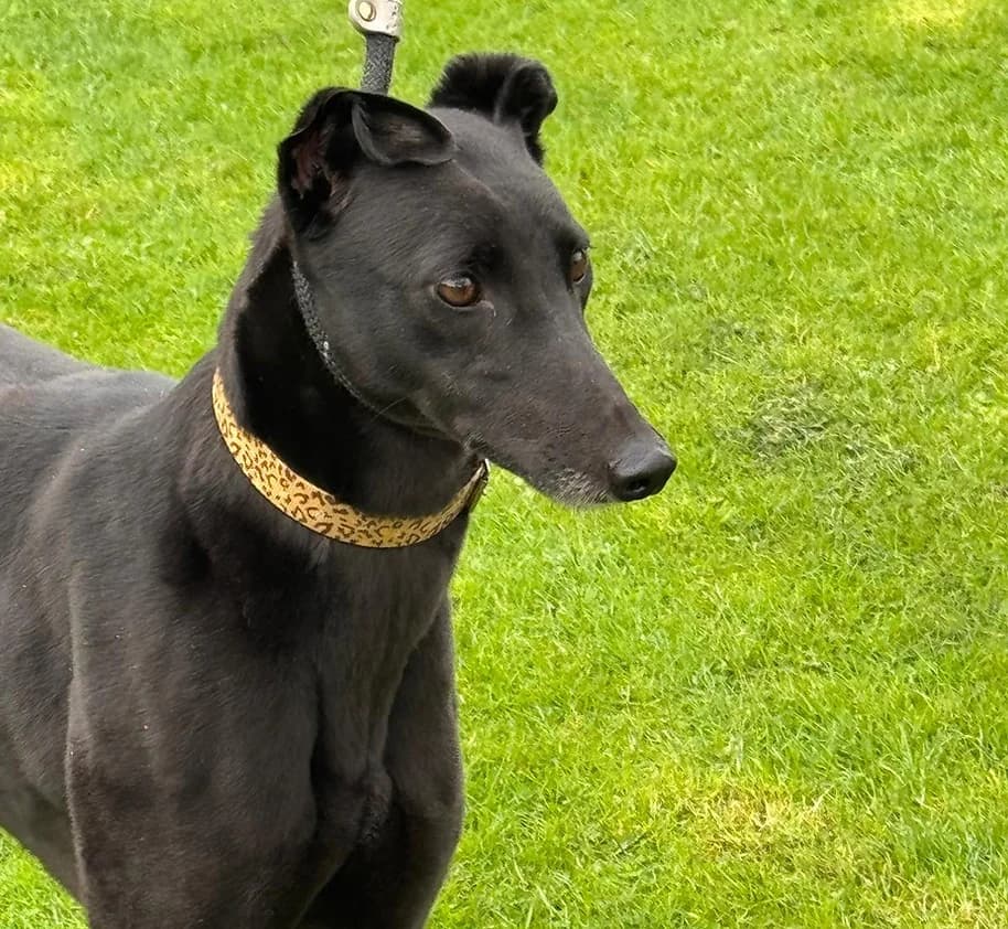 Mel, Greyhound for adoption at Greyhound Trust - West Yorkshire