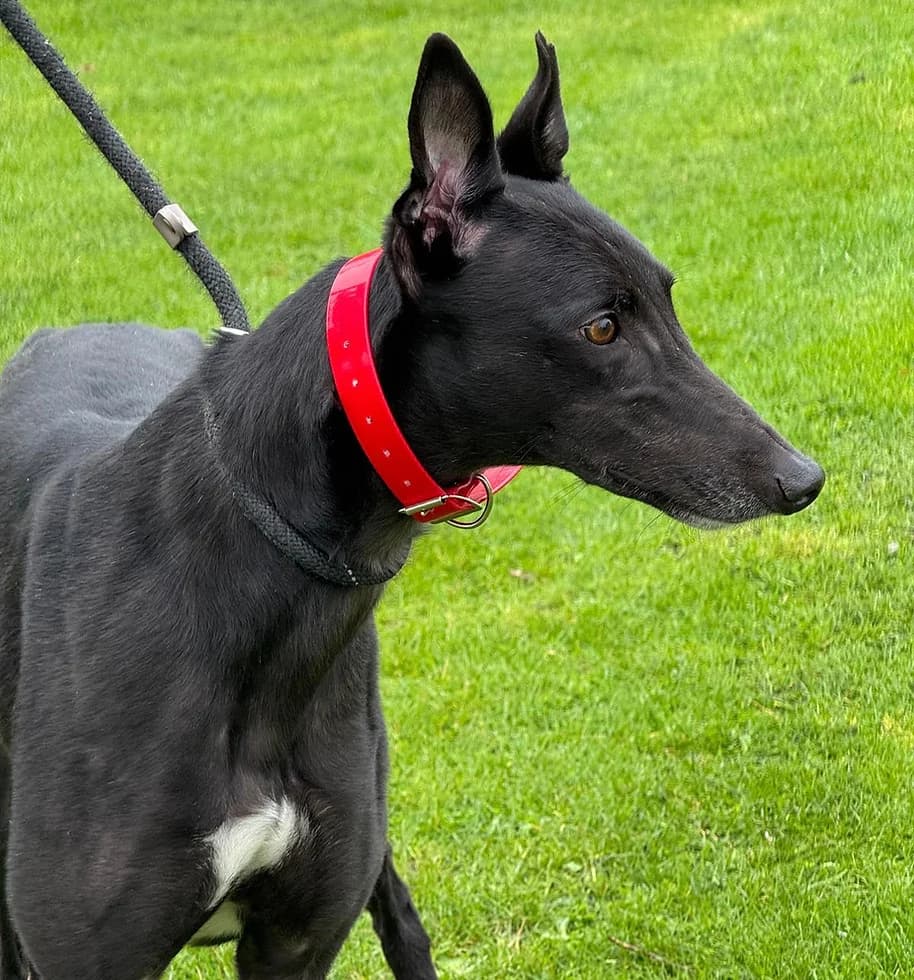 Zippy, Greyhound for adoption at Greyhound Trust - West Yorkshire