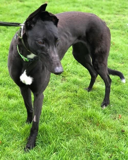 Cassie, female 4yo Greyhound for adoption at Greyhound Trust Wolverhampton