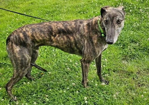 Laddie, male 4yo Greyhound for adoption at Greyhound Trust Wolverhampton