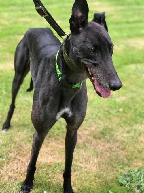 Duke, male 6yo Greyhound for adoption at Greyhound Trust Wolverhampton