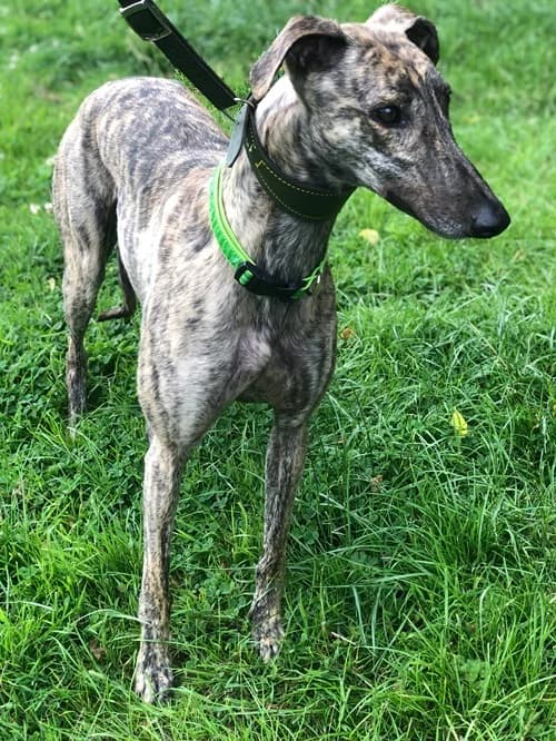 Swift, female young Greyhound for adoption at Greyhound Trust Wolverhampton
