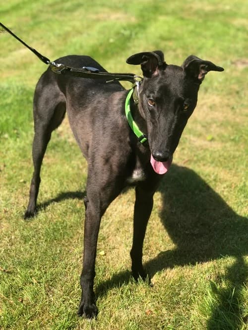 Preston, male 4yo Greyhound for adoption at Greyhound Trust Wolverhampton