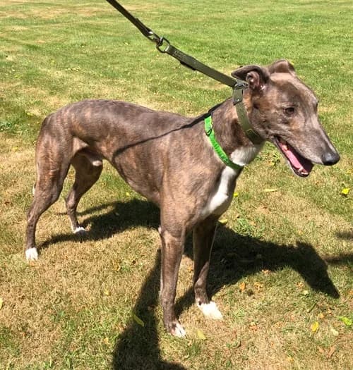 Salah, male 5yo Greyhound for adoption at Greyhound Trust Wolverhampton