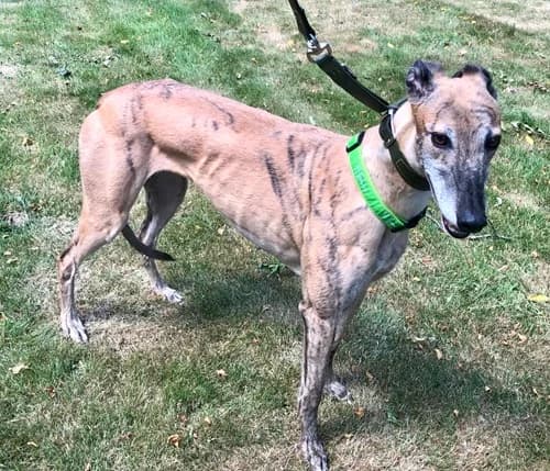 Mary, female 5yo Greyhound for adoption at Greyhound Trust Wolverhampton