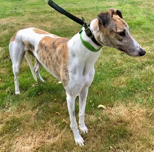 Koda, male 3yo Greyhound for adoption at Greyhound Trust Wolverhampton