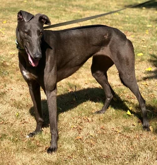 Sienna, female 4yo Greyhound for adoption at Greyhound Trust Wolverhampton