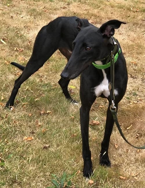 Duncan, Black male young Greyhound for adoption at Greyhound Trust Wolverhampton