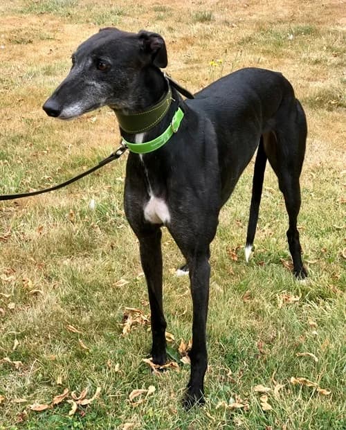 Lily, Black female 4yo Greyhound for adoption at Greyhound Trust Wolverhampton