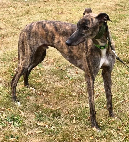Noddy, Brindle male young Greyhound for adoption at Greyhound Trust Wolverhampton
