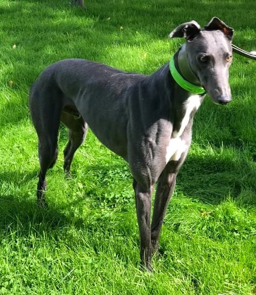 Arran, Blue male 3yo Greyhound for adoption at Greyhound Trust Wolverhampton