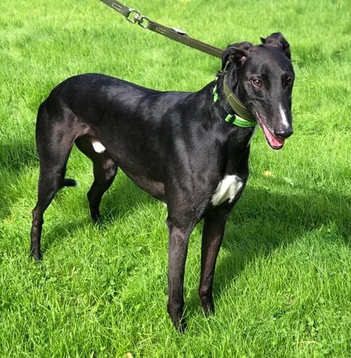 Freddie, Black male 5yo Greyhound for adoption at Greyhound Trust Wolverhampton