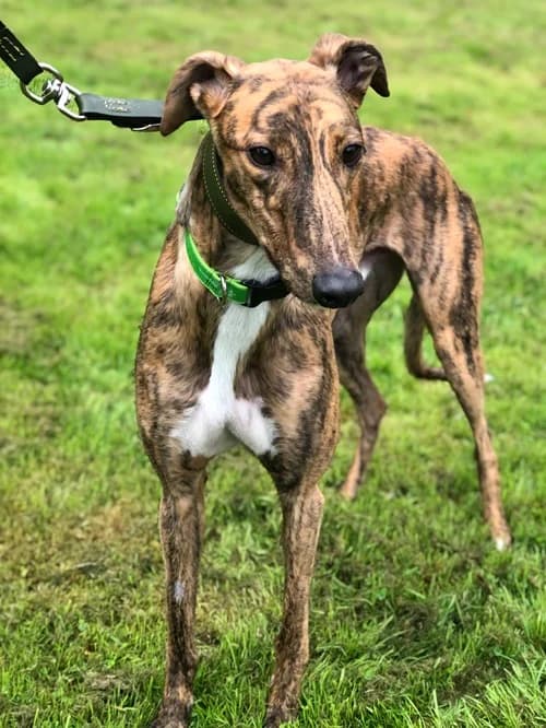 Brett, Brindle male young Greyhound for adoption at Greyhound Trust Wolverhampton