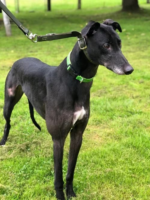 Deejay, Black male 3yo Greyhound for adoption at Greyhound Trust Wolverhampton