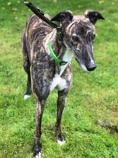 Wolfie, Brindle male 4yo Greyhound for adoption at Greyhound Trust Wolverhampton