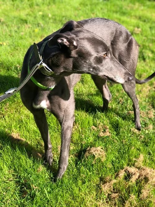 Della, Blue female 4yo Greyhound for adoption at Greyhound Trust Wolverhampton