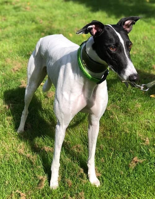 Maisie, White & Black female young Greyhound for adoption at Greyhound Trust Wolverhampton