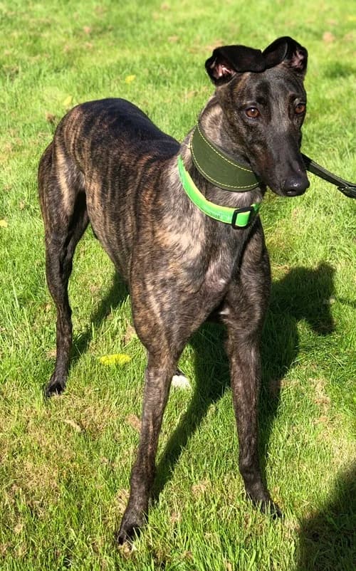Rita, Dark Brindle female young Greyhound for adoption at Greyhound Trust Wolverhampton