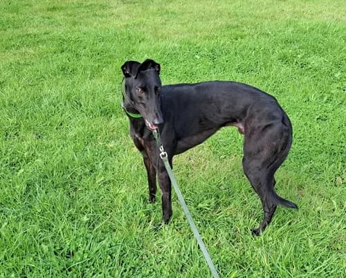 Charlie, Black male 4yo Greyhound for adoption at Greyhound Trust Wolverhampton