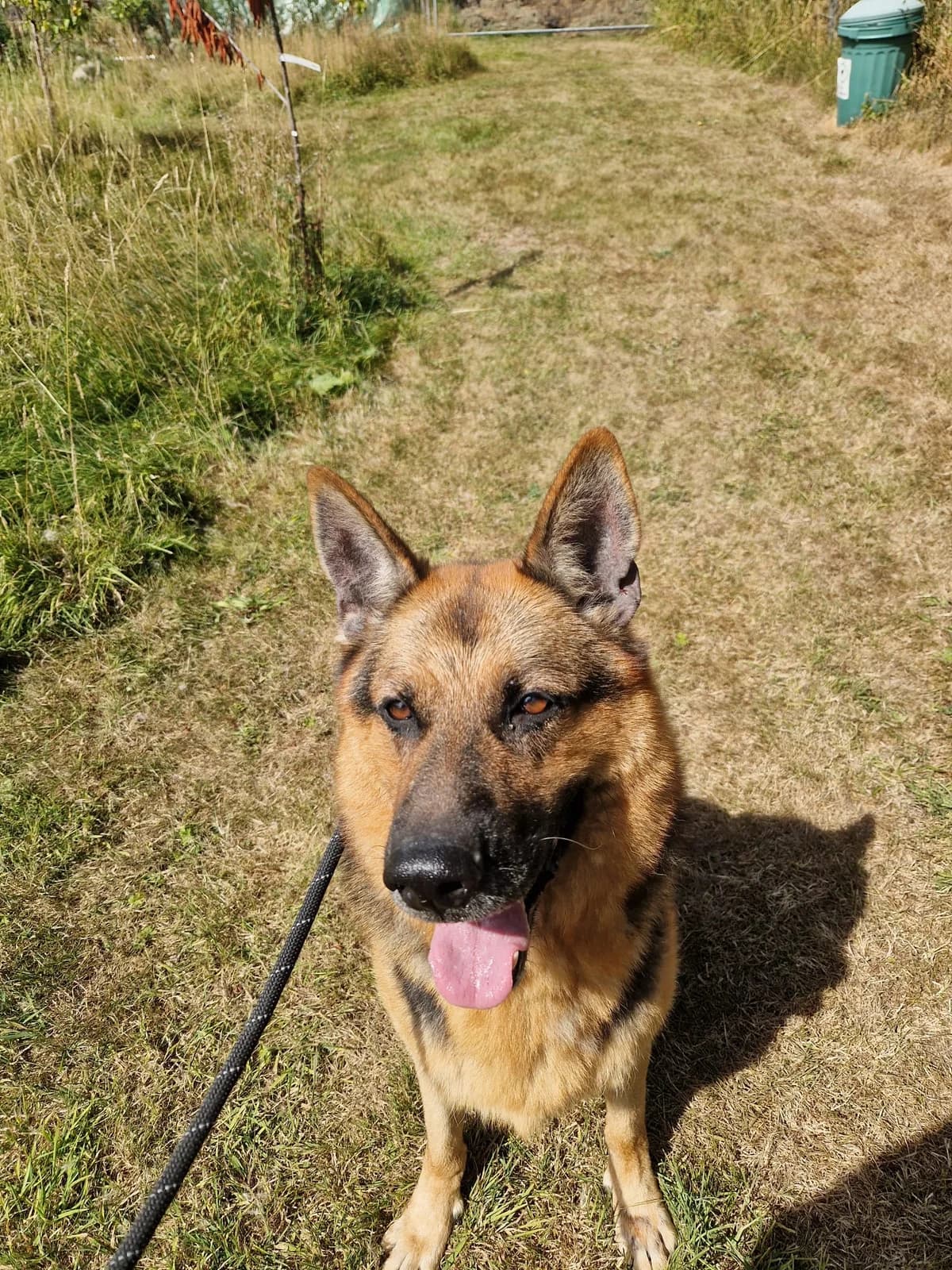 Sammy, male German Shepherd for adoption at Luosko German Shepherd Dog Rescue