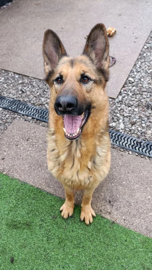 Eddie, male German Shepherd for adoption at Luosko German Shepherd Dog Rescue
