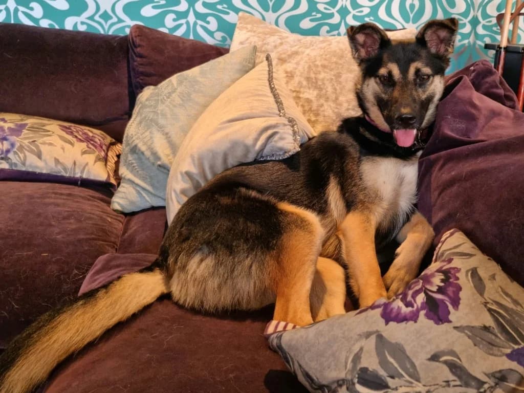 Gilly, female German Shepherd for adoption at Luosko German Shepherd Dog Rescue
