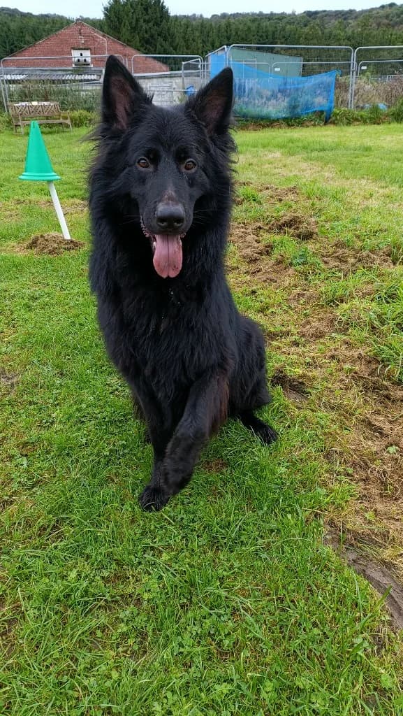 Loki, male German Shepherd for adoption at Luosko German Shepherd Dog Rescue